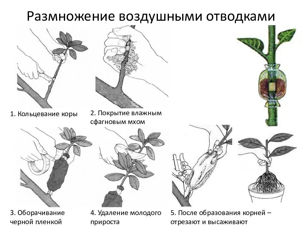 Как я провожу черенкование роз летом, чтобы получить здоровый посадочный материал: правила и способы 