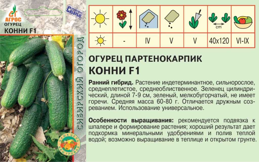 Огурец конни f1: описание, отзывы, фото, посадка и уход