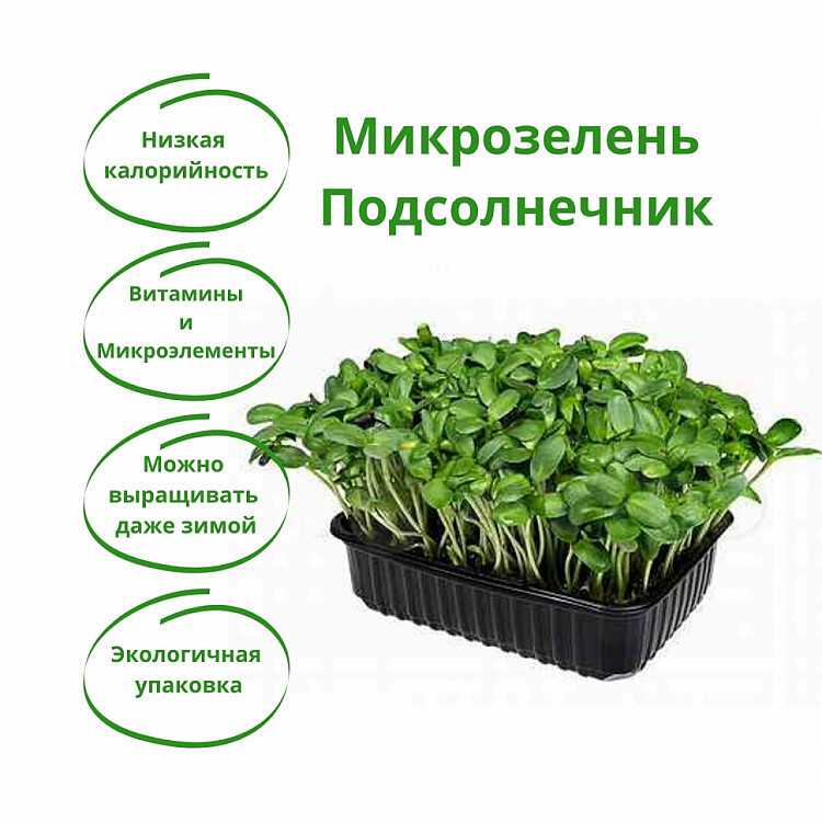 Что такое микрозелень — зачем она нужна и как ее вырастить в домашних условиях