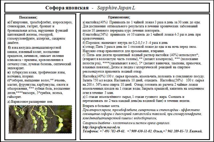 Софора японская