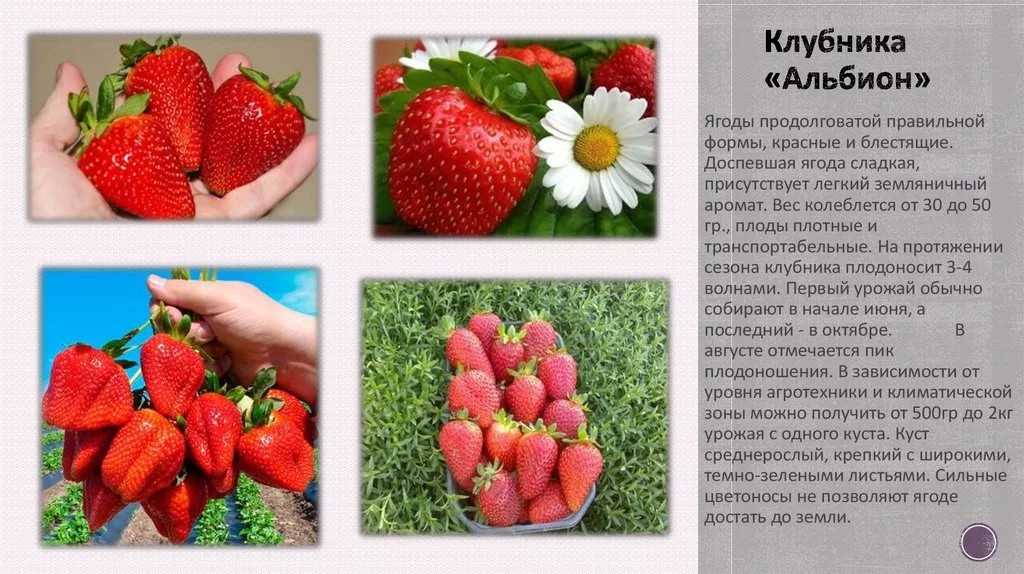 Клубника медовое лето отзывы, описание сорта, фото
