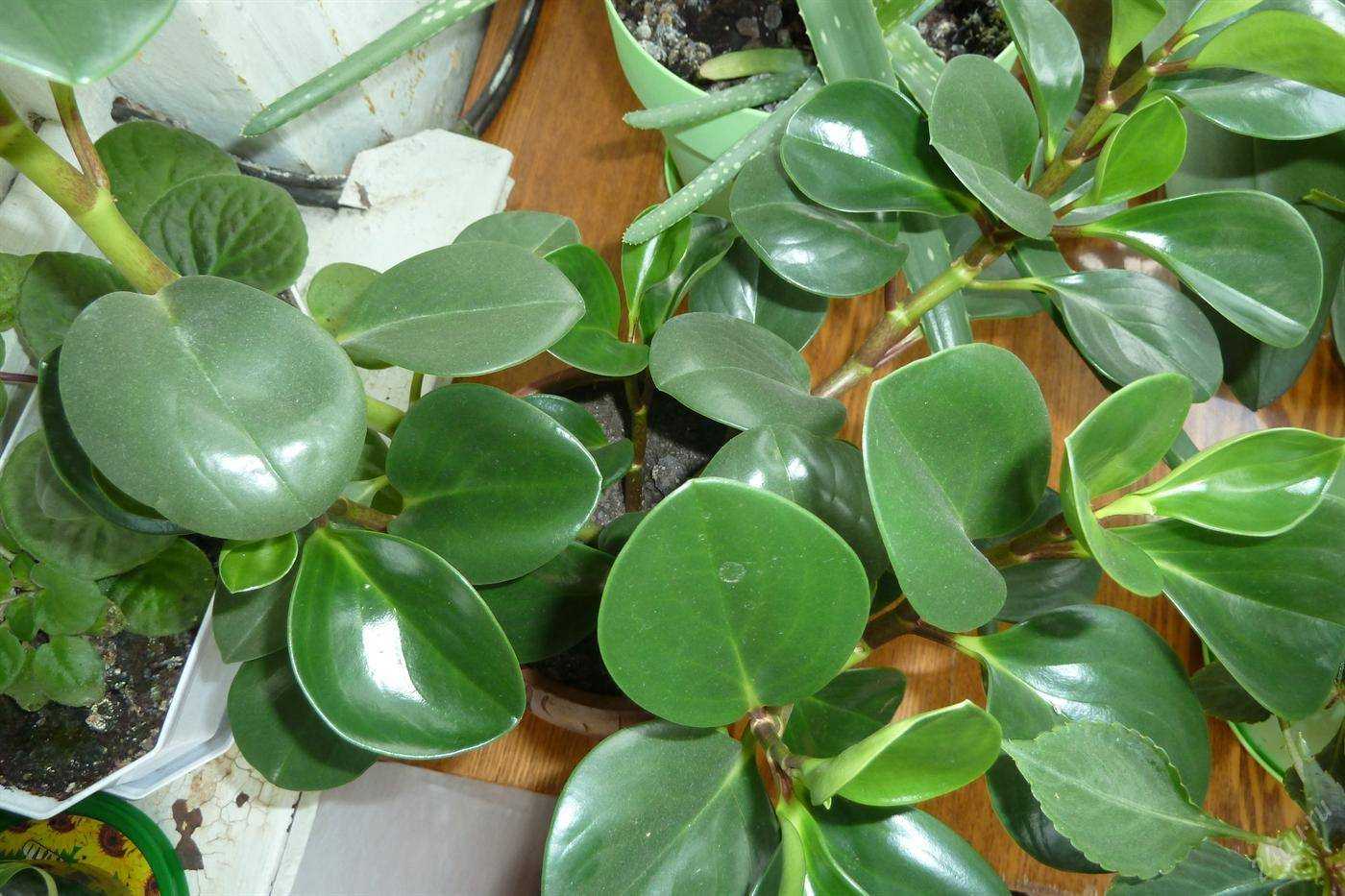 Пеперомия (peperomia): уход, фото, виды