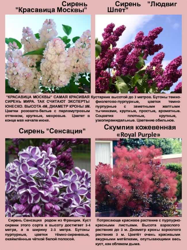 Сорта сирени: фото с описанием