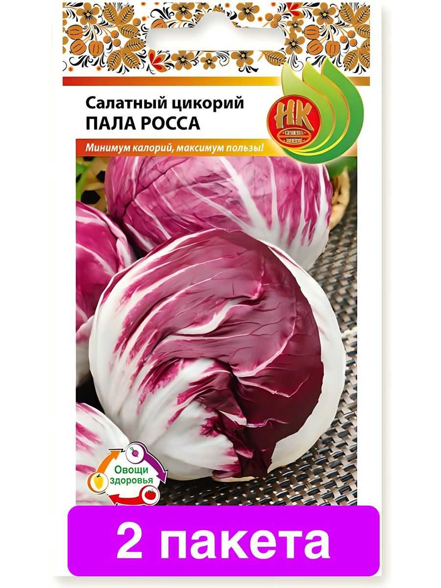 Цикорный салат выращивание из семян посадка и уход выгонка витлуфа