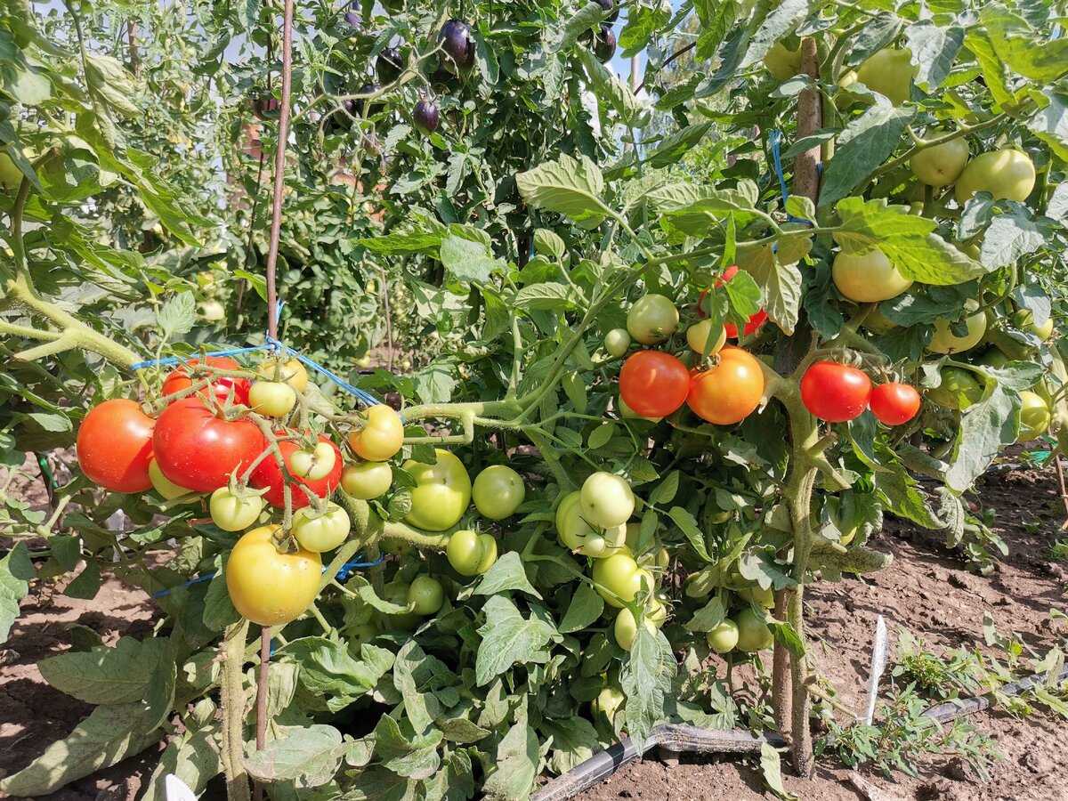 Томат фифти: отзывы, фото, урожайность