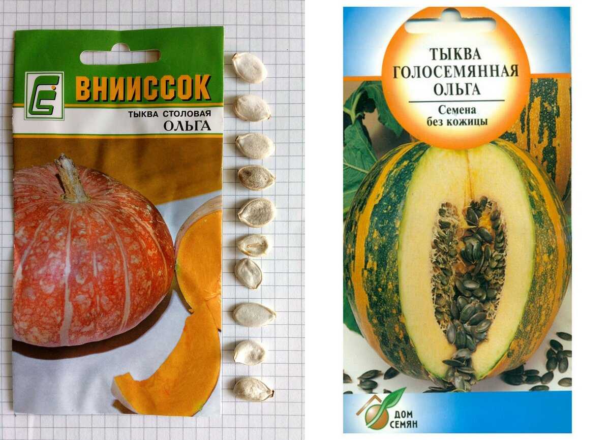 Описание тыквы Абрикосовая голосемянная отзывы фото выращивание характеристика плодов достоинства и недостатки сорта