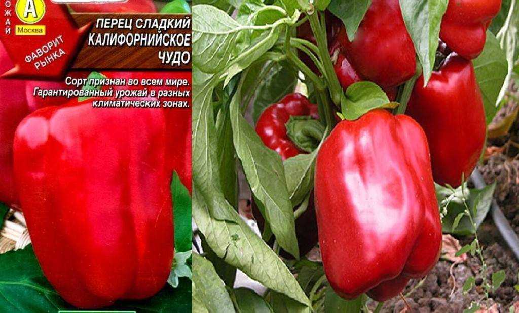 Особенности сорта сладкого перца помпео. агротехника выращивания и уход за культурой