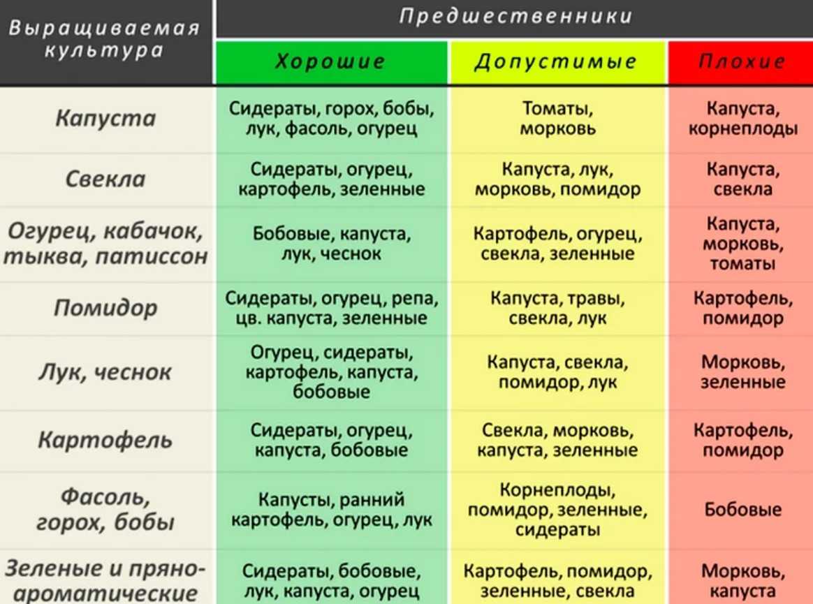 Что можно сажать после лука и чеснока, таблица севооборота.