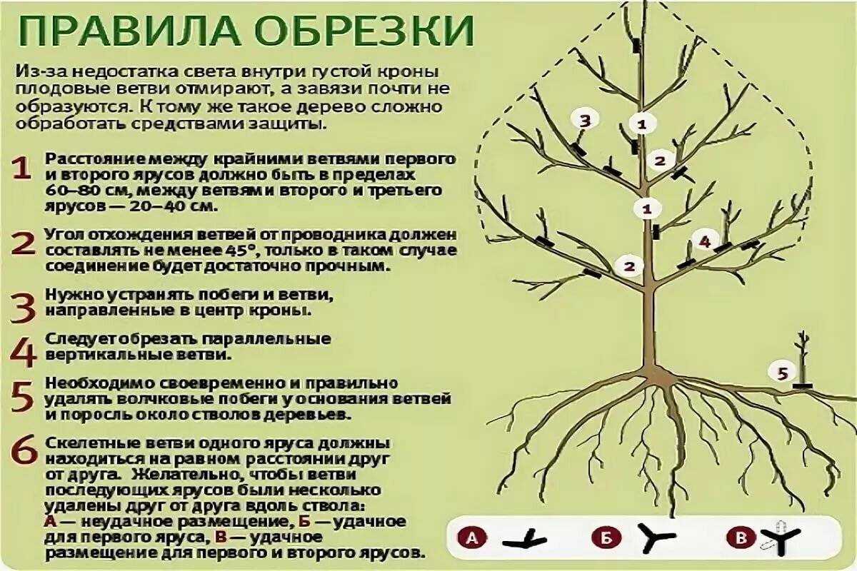 Как правильно обрезать грушу осенью: сроки обрезки. обрезка груши осенью для хорошего урожая: советы садоводов и подробные инструкции