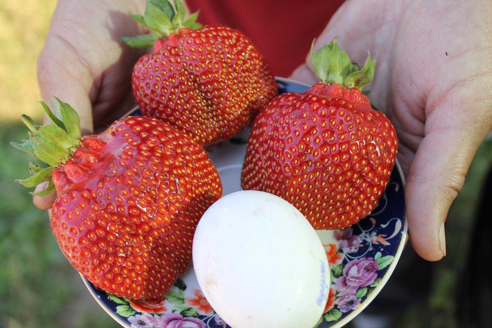 Заготовка семян и выращивание земляники мелкоплодной — floraprice.ru