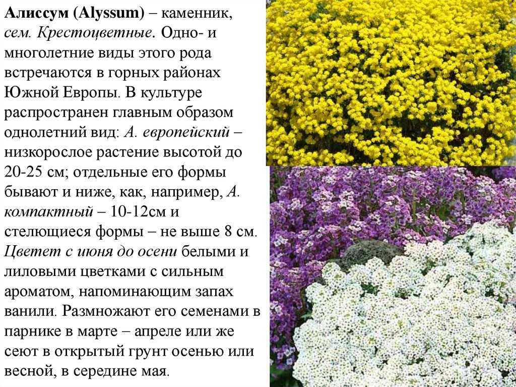 Алиссум: выращивание, правила разведения, особенности ухода в домашних условиях, полив, подкормка, советы и рекомендации специалистов
