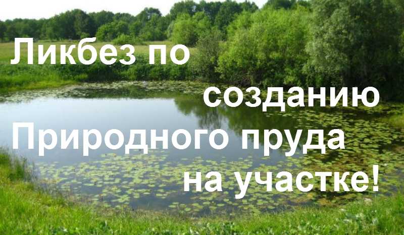 Мини-пруд для нимф - это просто - садоводство - 2024
