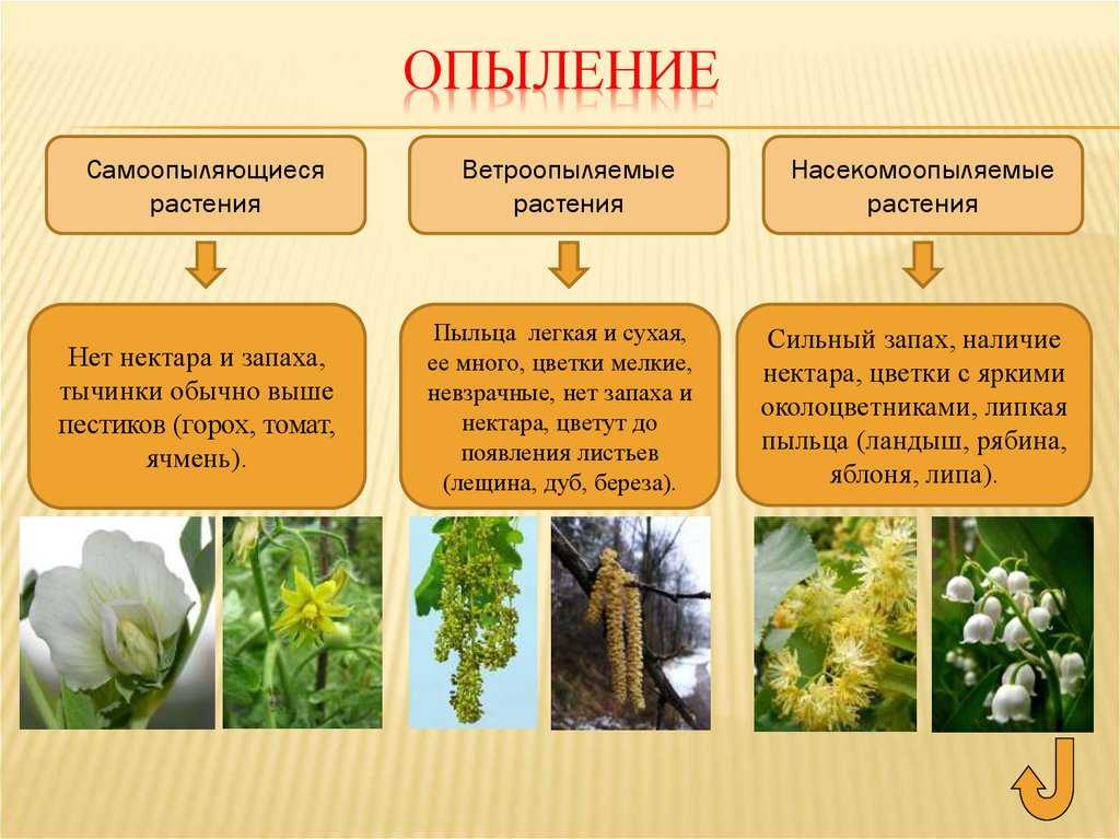 Как опыляется вишня - самоплодные и самобесплодные