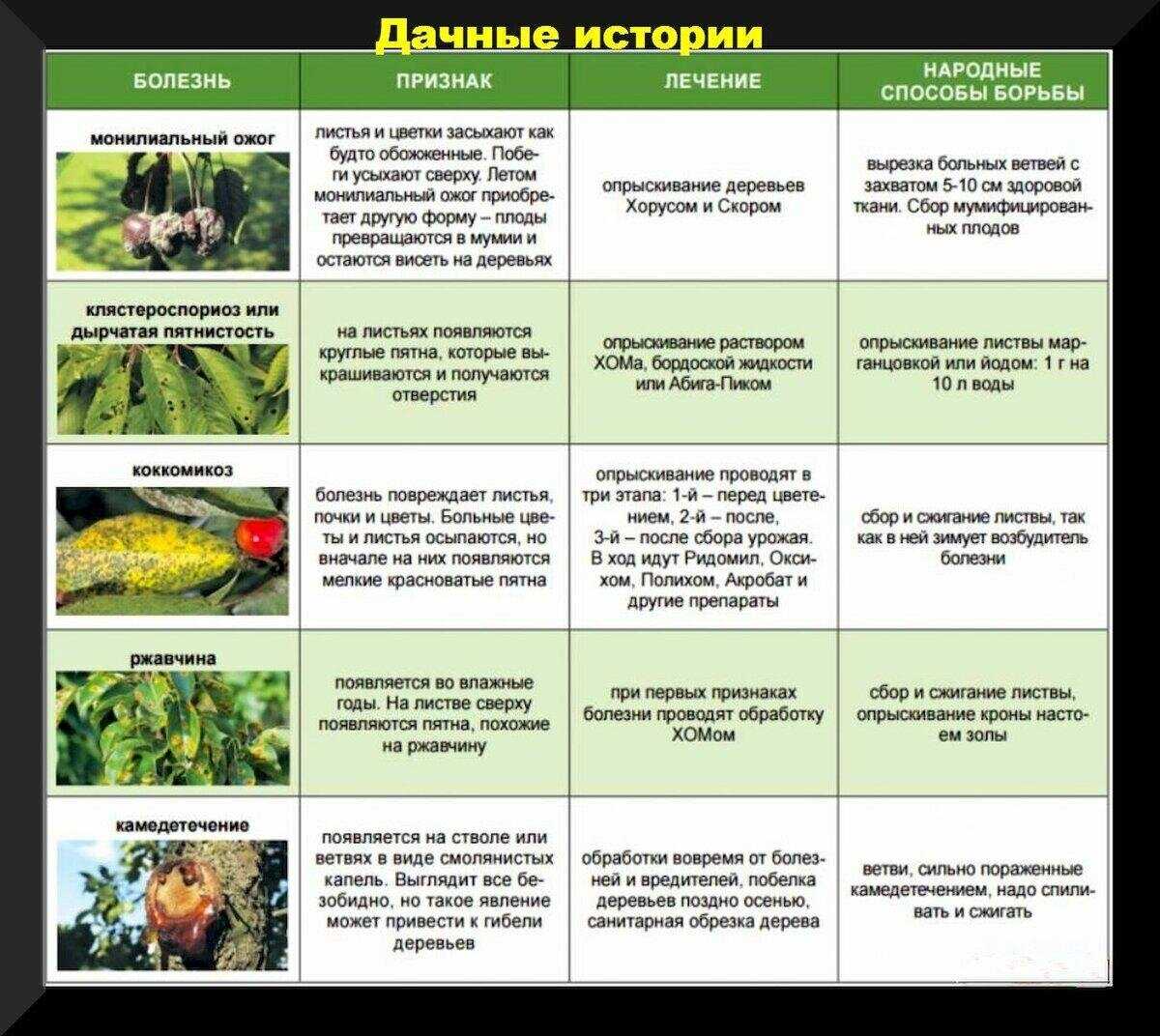 Хавортия (27 фото): уход в домашних условиях, размножение