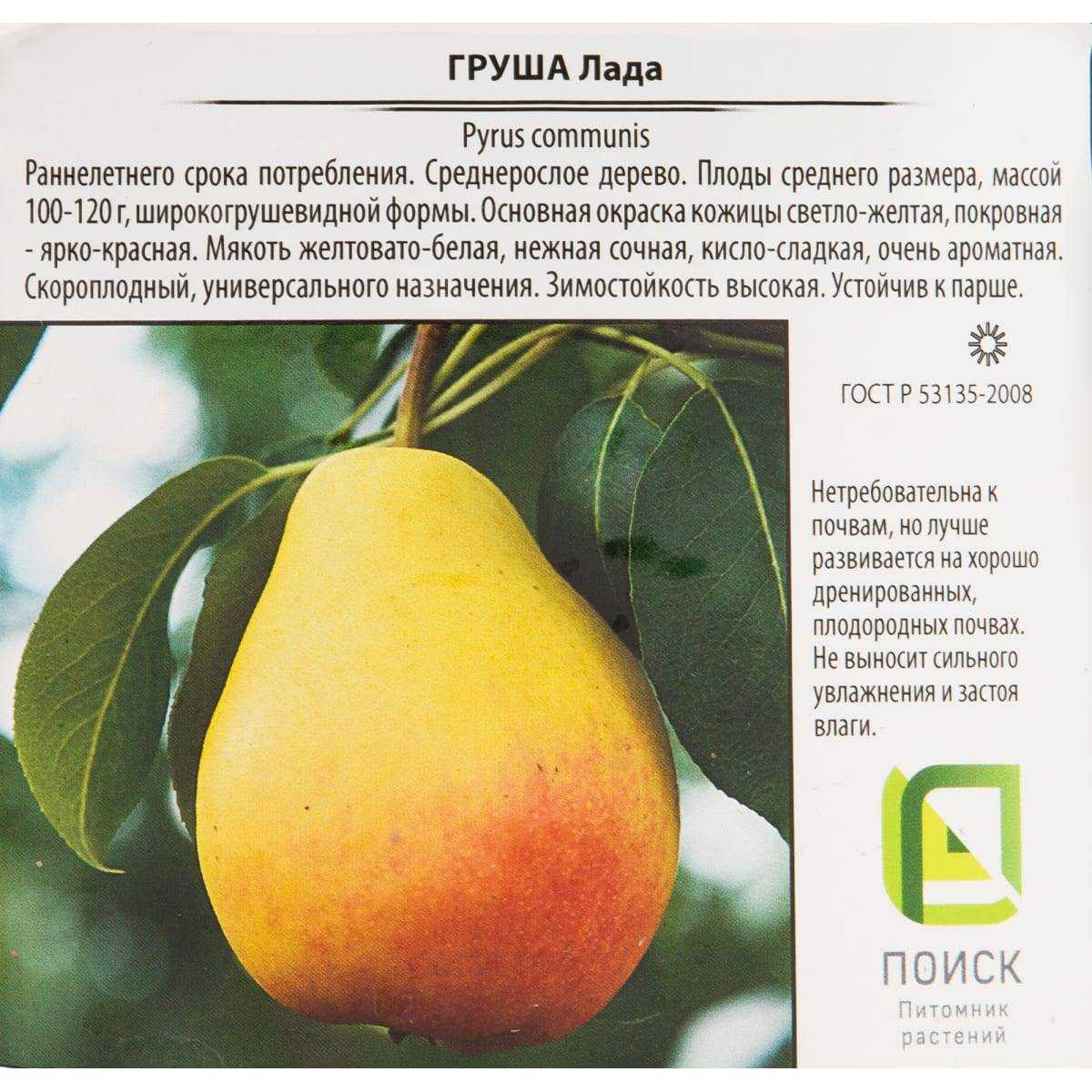 Груша лада: описание и полная характеристика сорта, отзывы садоводов + особенности посадки и ухода за фруктовым деревом