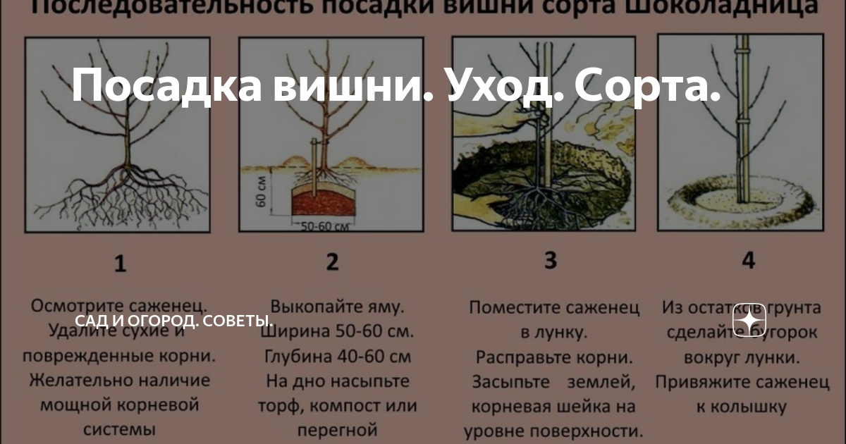 Посадка черешни весной в подмосковье, когда и как сажать + видео
посадка черешни весной в подмосковье, когда и как сажать + видео