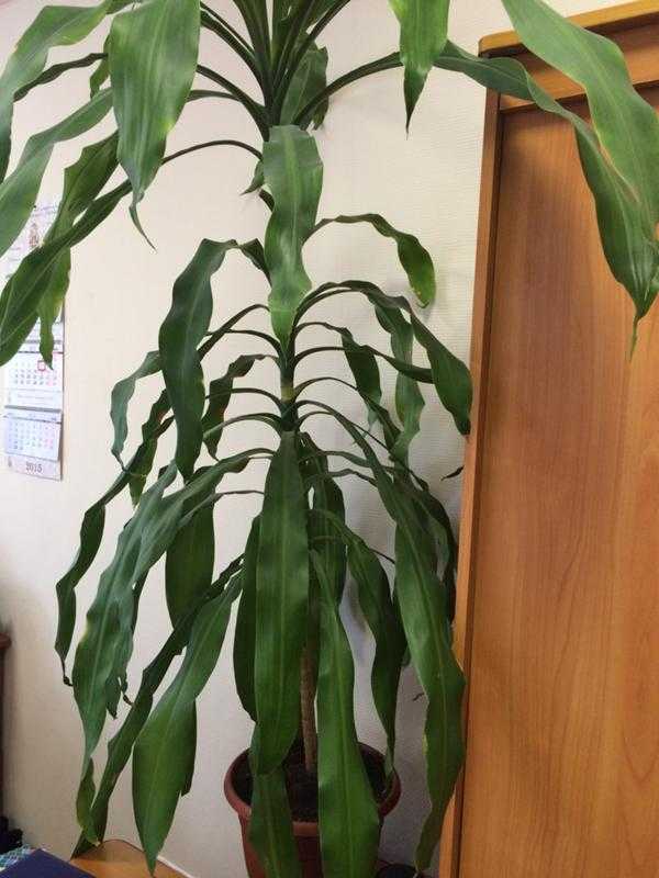 Dracaena fragrans ‘lemon lime’ care guide (2024) | garden pals