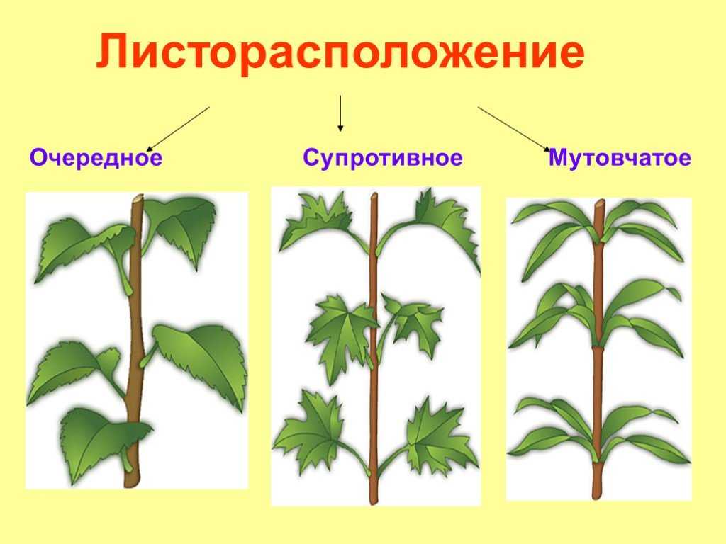 Радермахера: фото, уход в домашних условиях, приметы и суеверия, желтеют и опадают листья