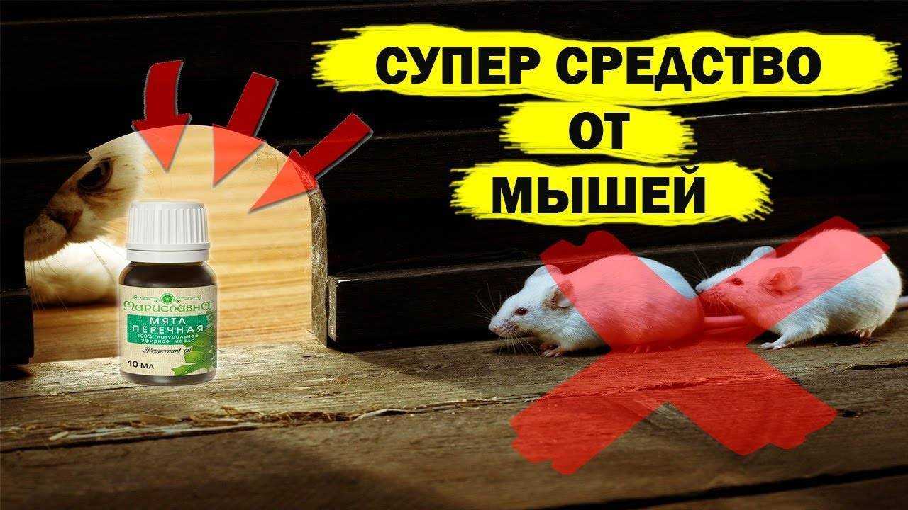 Как вывести крыс из дома — ботаничка