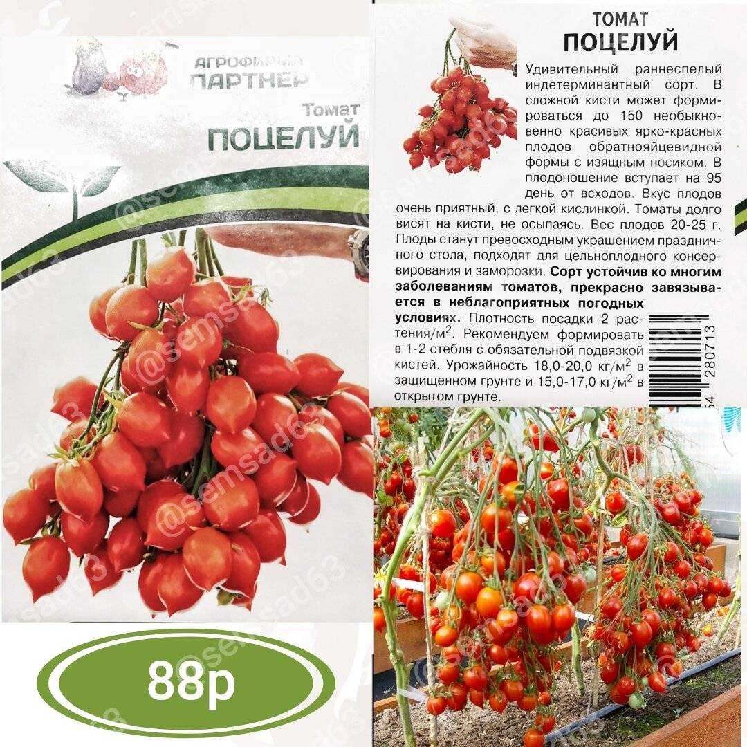 Томат поцелуй герани: характеристика и описание сорта, фото, отзывы, урожайность