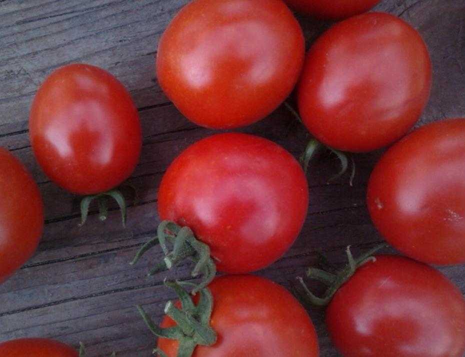 Томат вано: характеристики, выращивание и отзывы