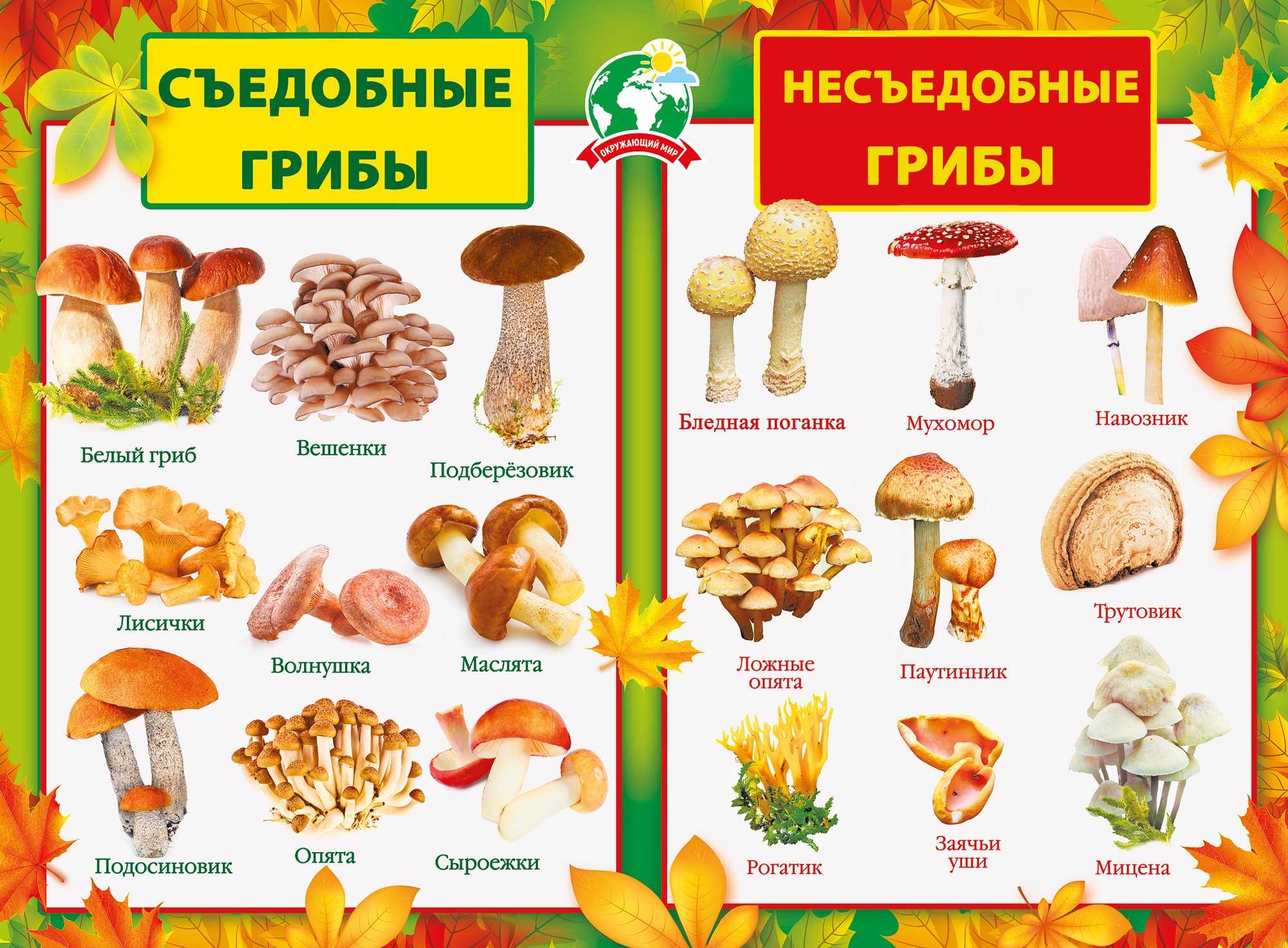 Какие грибы самые полезные. топ-10 самых полезных грибов