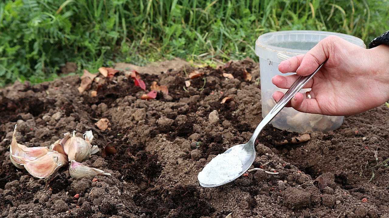 Чем удобрять яровой и озимый чеснок, чтобы получить хороший урожай