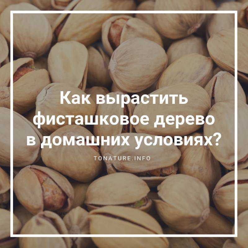 Фисташки – это орех или нет?
