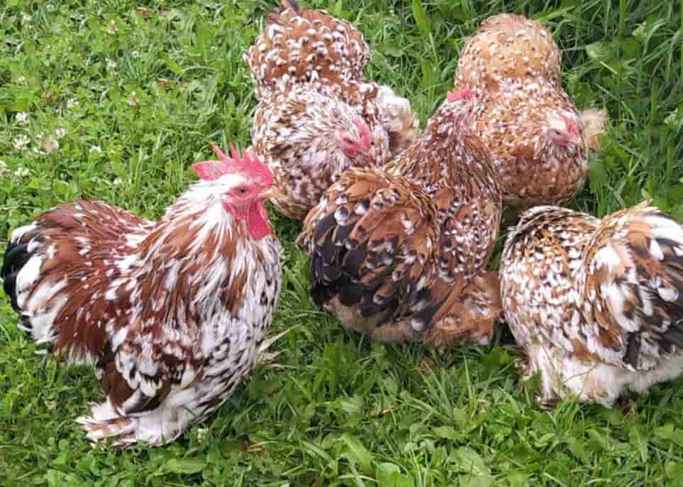 Куры бентамки: описание породы, фото и характеристики