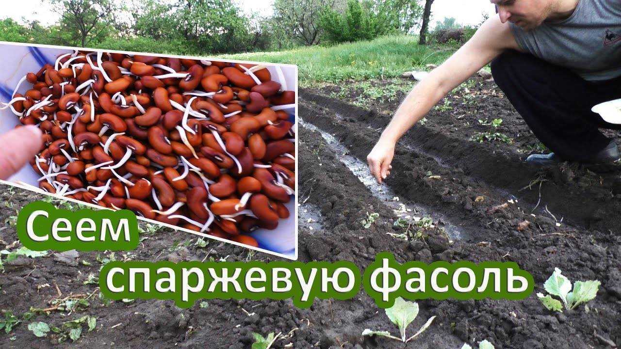 Бобы в открытый грунт когда и как сажать правильно пошагово с фото