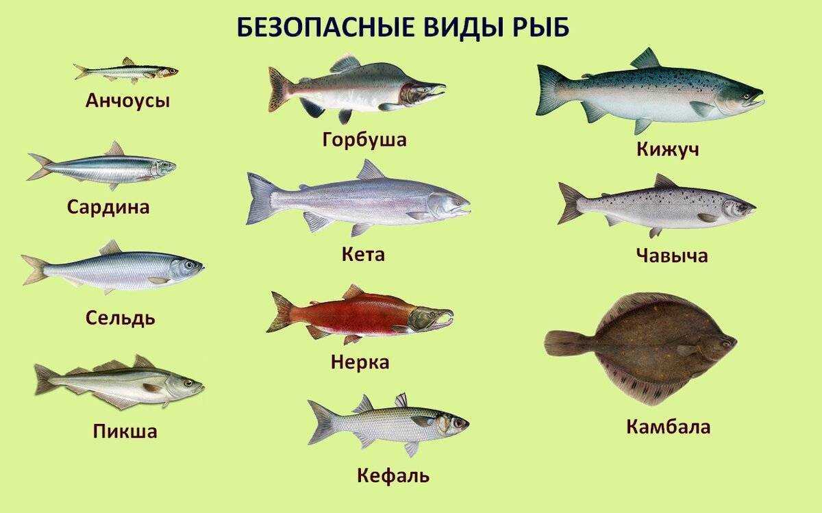 Что можно рассказать о пользе форели. за что ценят эту рыбу и кому рекомендуется включить ее в свое меню - автор екатерина данилова - журнал женское мнение