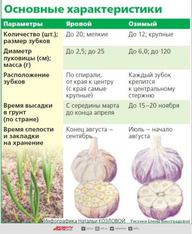 Яровой чеснок: лучшие сорта для разных регионов россии