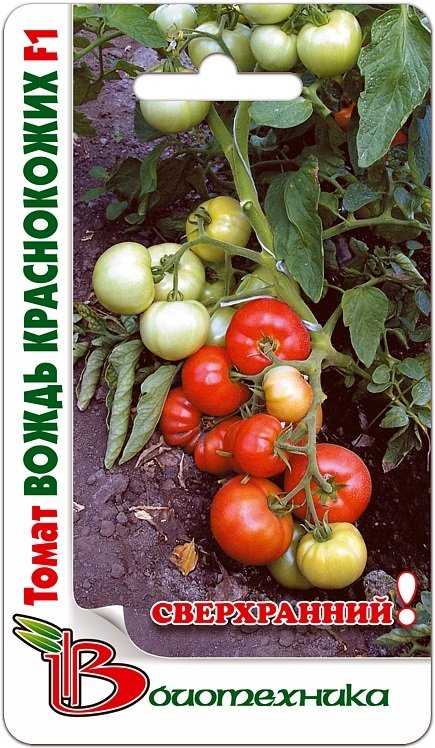 Вкусный, крупноплодный, некапризный — томат вождь краснокожих · мой огород