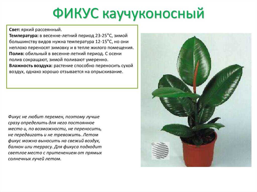Фикус каучуконосный: инструкция по уходу в домашних условиях