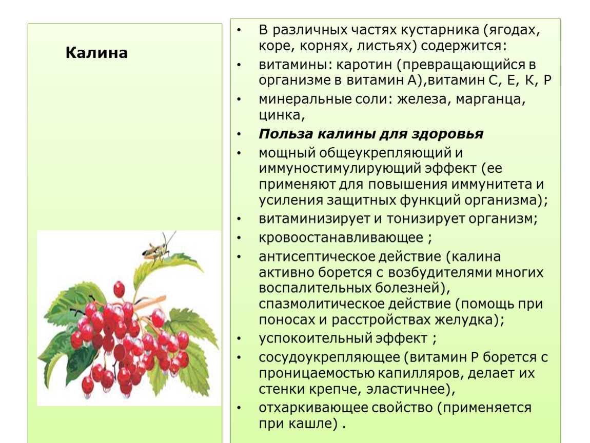 Все о чае с малиной (малиновом чае)