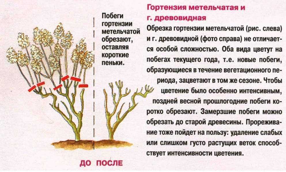 Гортензии метельчатые и древовидные: фото, виды, описание, разведение и особенности ухода - sadovnikam.ru