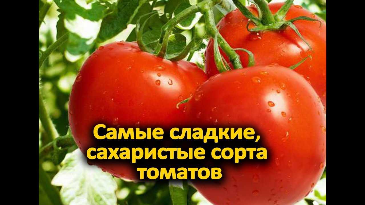 Томат семейный f1: отзывы тех, кто сажал, характеристика и описание сорта помидоров, их преимущества и недостатки