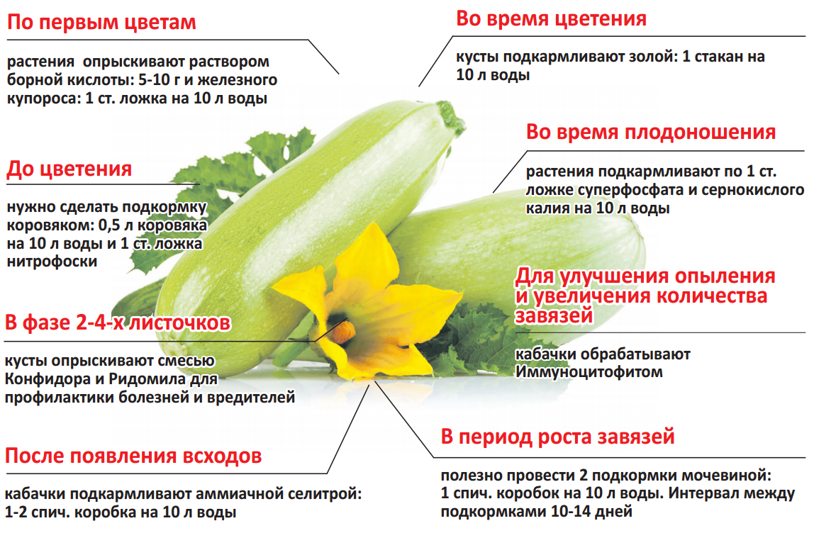 Кабачки посадка и уход в открытом грунте, полив, удобрение, обработка