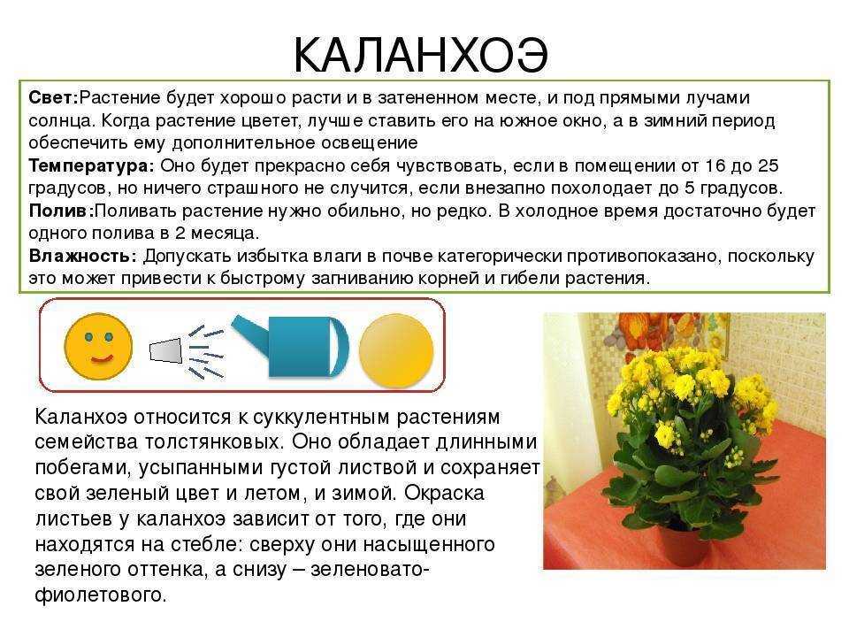 Каланхоэ «каландива» — длительное цветение почти без ухода в домашних условиях. фото — ботаничка