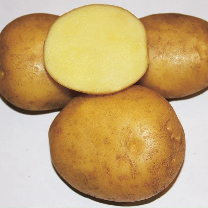 Лучшие сорта картофеля на 2024 год: самые вкусные и урожайные