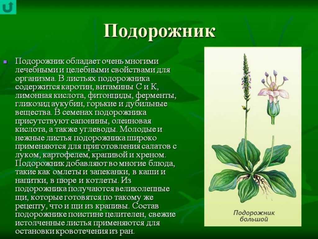 Подорожник — лечебные свойства и противопоказания, народные рецепты из листьев, корней и семян