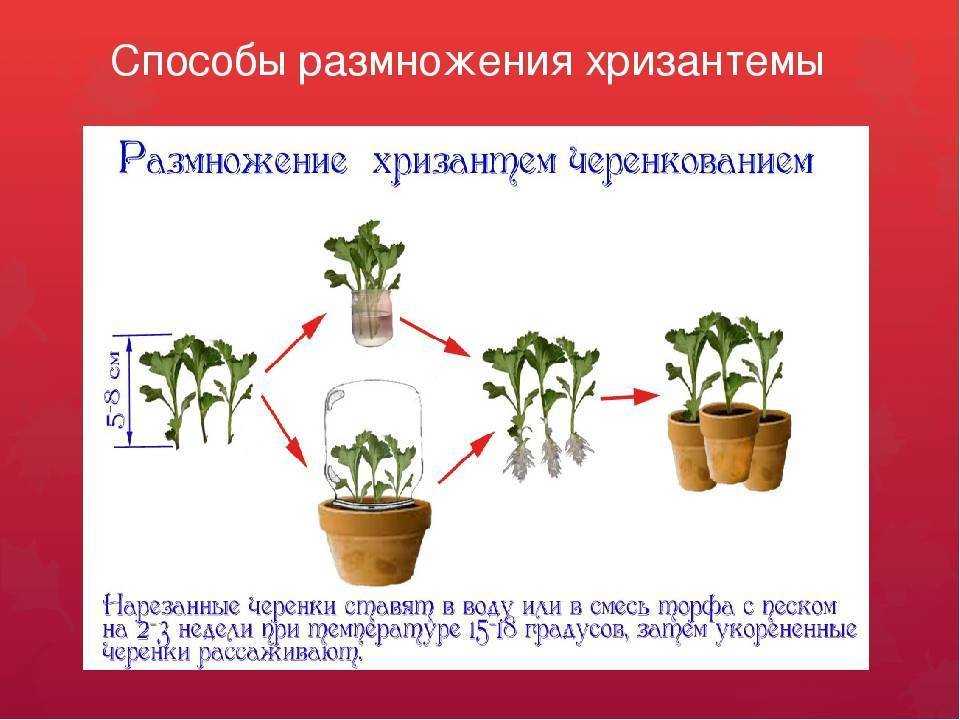 Хризантема в горшке: уход после ее покупки, во время и после цветения