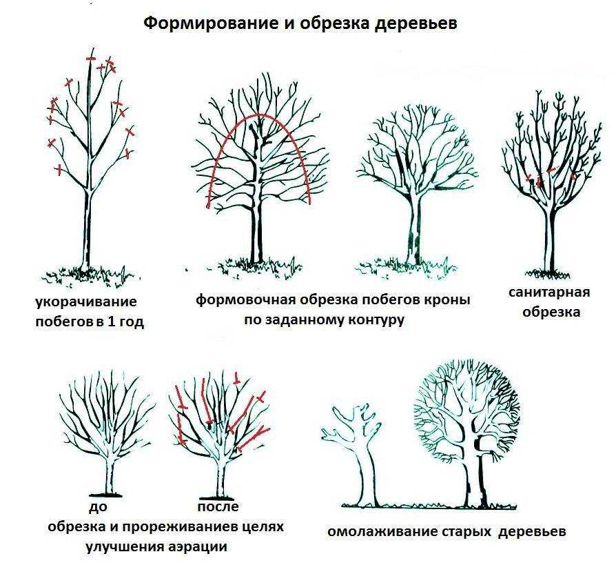 В сегодняшней статье речь пойдёт о берёзе на участке что это за растение сколько в нём полезного и стоит ли посадить его в саду А если стоит то что выбрать