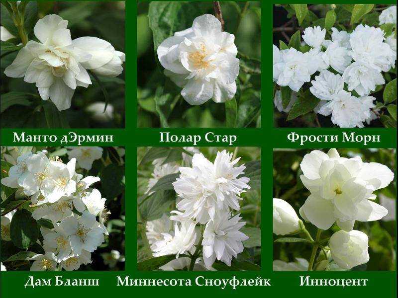 Чубушник – неприхотливый кустарник для солнечных мест