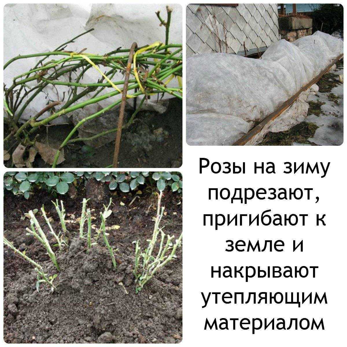 Кустовые розы: подготовка к зиме, укрытие на зиму, уход осенью