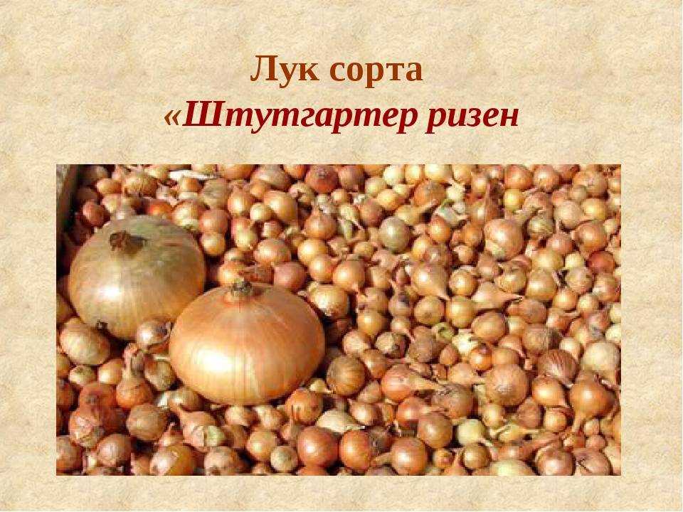 Лук севок штутгартер ризен - как садить и ухаживать правильно?