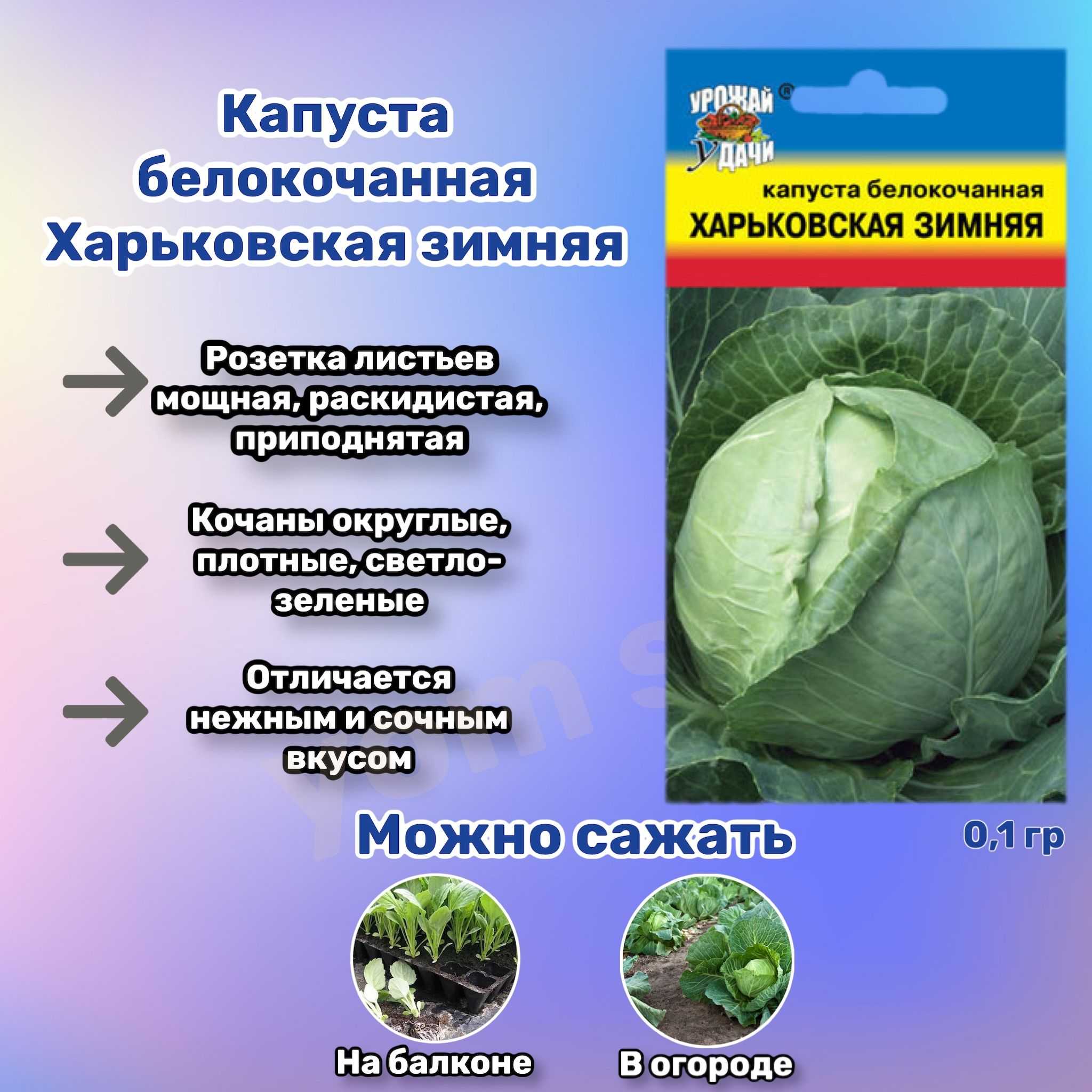 Капуста озимая харьковская: описание сорта, фото, отзывы - садоводство - 2024