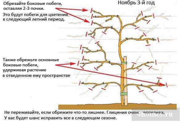 Актинидия — всё о выращивании чудо-ягоды