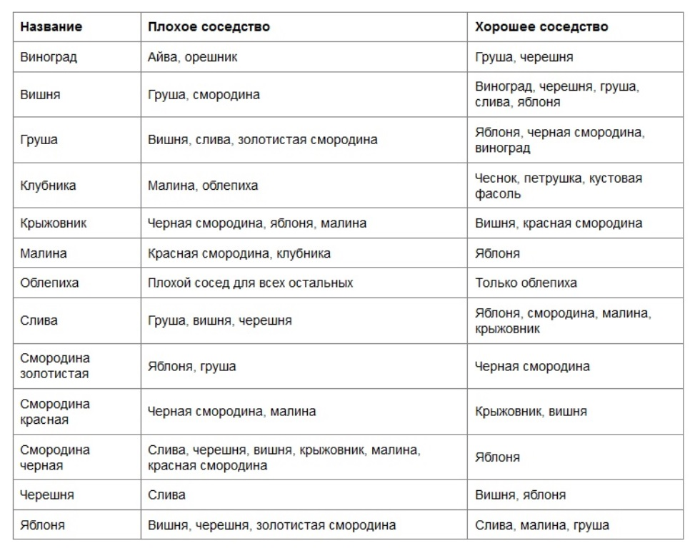 На каком расстоянии между деревьями сажать яблони, обзор схем посадки
на каком расстоянии между деревьями сажать яблони, обзор схем посадки