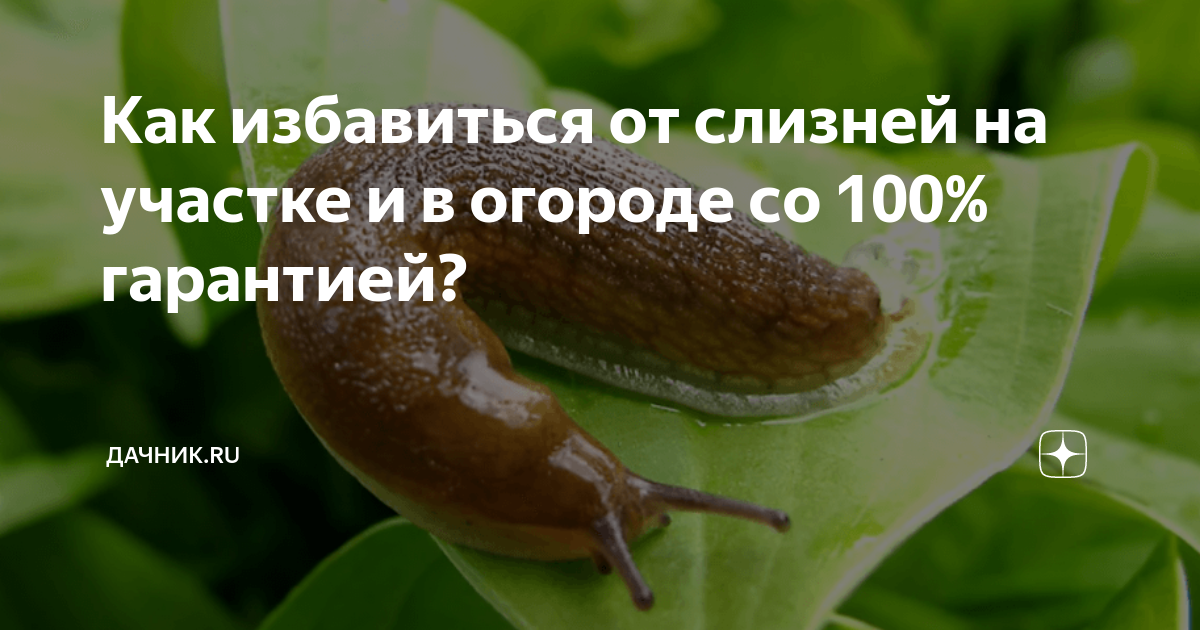 Как бороться с улитками и слизнями на даче